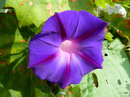 Ipomoea Purpurea